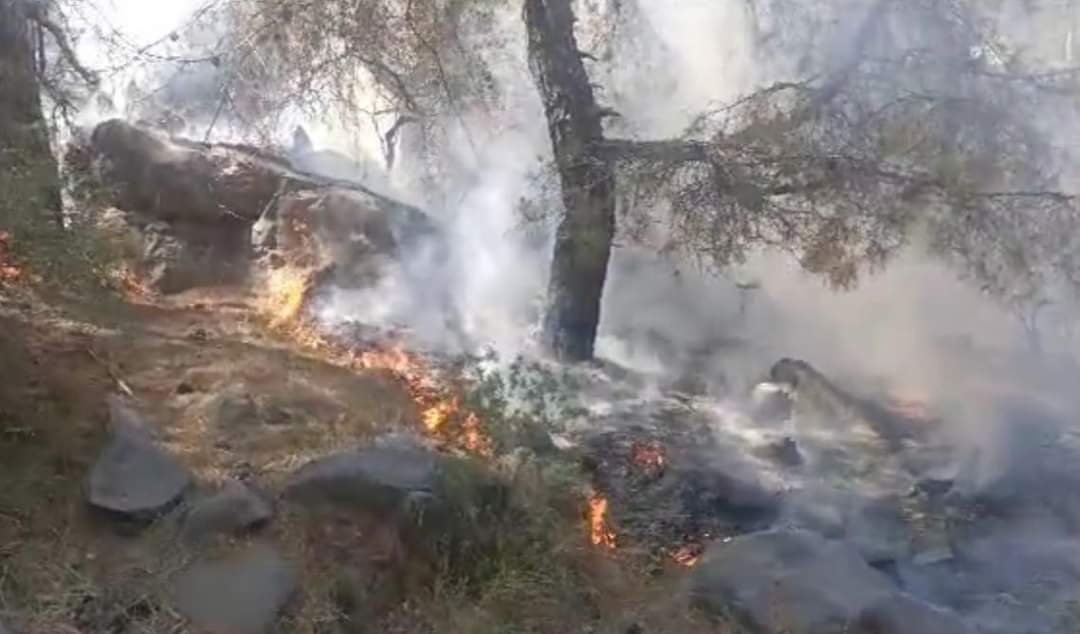 MERSİN’DE ORMAN YANGININDA 4 DÖNÜM ZARAR GÖRDÜ