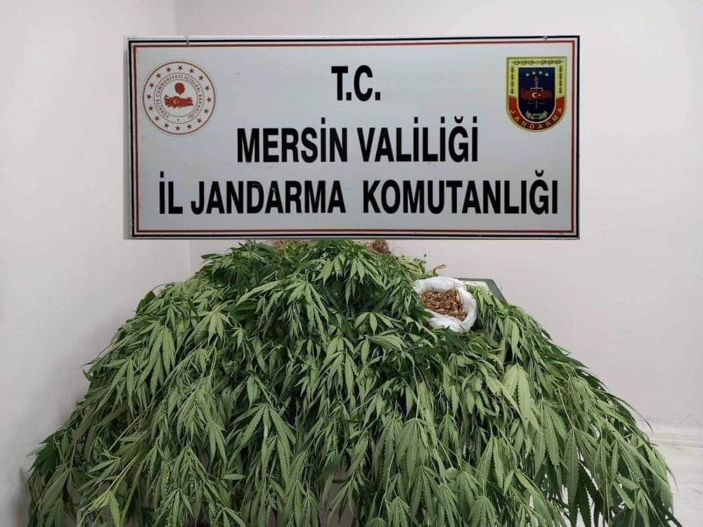 MERSİN’DE YAPILAN UYUŞTURUCU OPERASYONUNDA 341 KÖK KENEVİR ELE GEÇİRİLDİ
