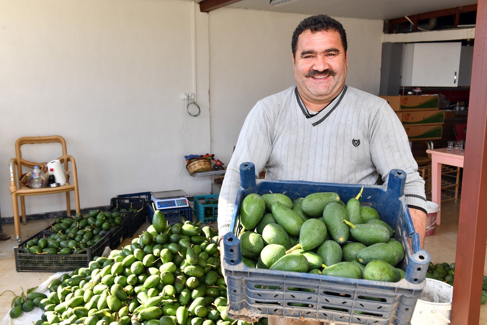 BÜYÜKŞEHİR’İN TARIMSAL DESTEKLERİ İLE AVOKADO ÜRETİCİLERİ HASAT YAPTI