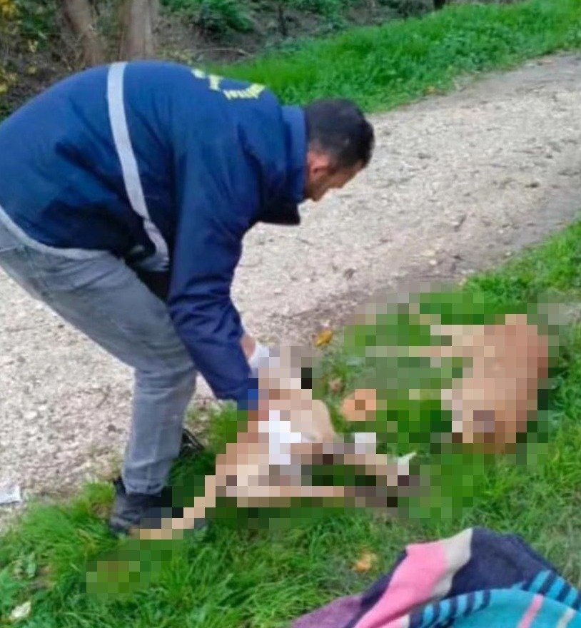 BÖYLE CANİLİK GÖRÜLMESİ! SOKAKTA YAŞAYAN 10 KÖPEĞİ ZEHİRLEDİLER