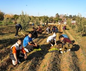 TARSUS BELEDİYESİ’NDEN TARIMA VE EĞİTİME DESTEK: 5 BİN MARUL FİDESİ TOPRAKLA BULUŞTU